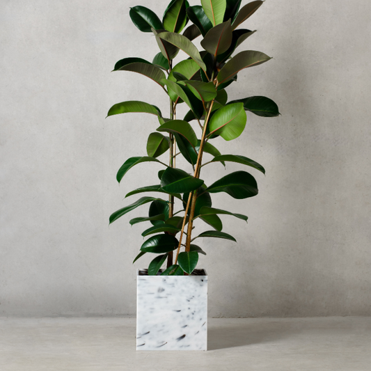 Cache-pot REABILI petit format